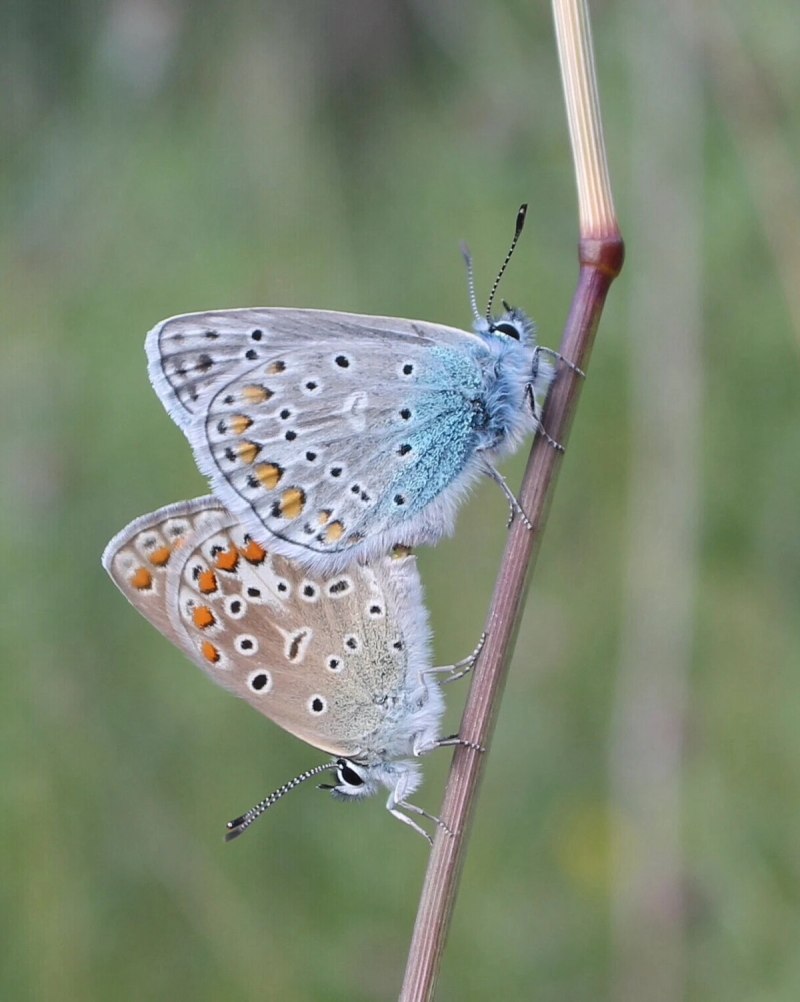 Голубянка Аргус plebejus Argus