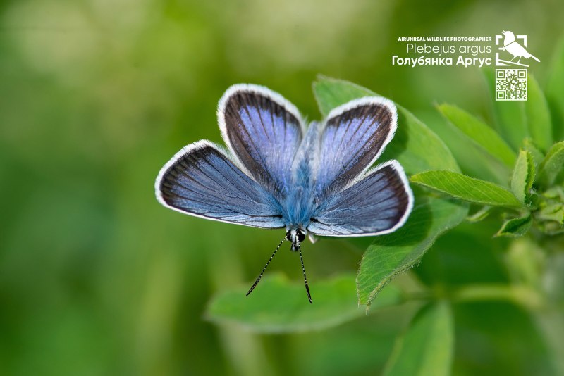 Голубянка Аргус plebejus Argus