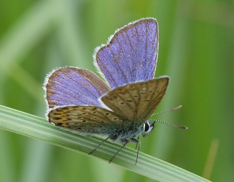 Голубянка Аргус plebejus Argus