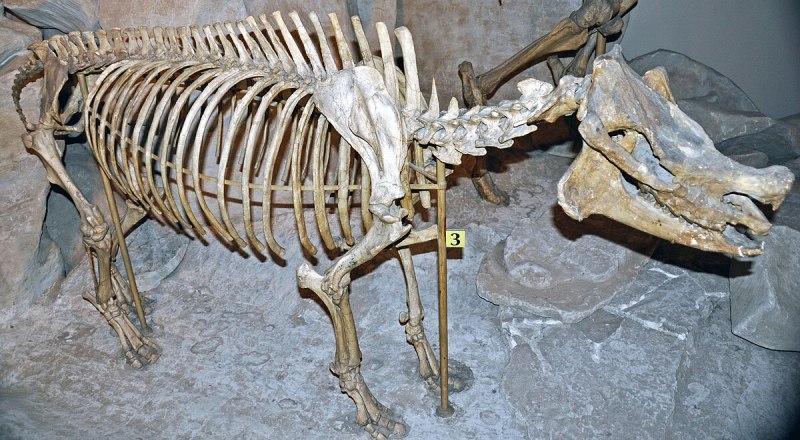 Diceratherium