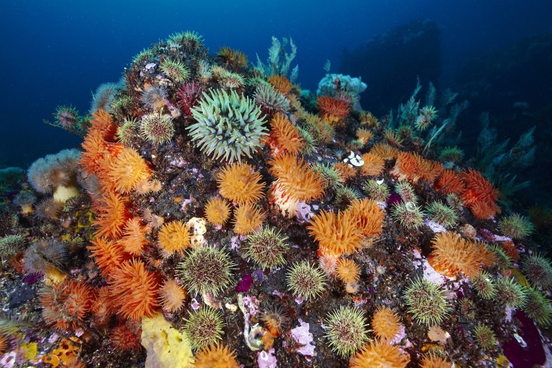 Коралловые полипы (Anthozoa)