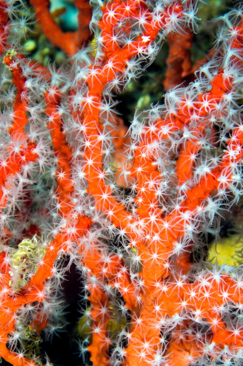 Благородный коралл (Corallium rubrum)