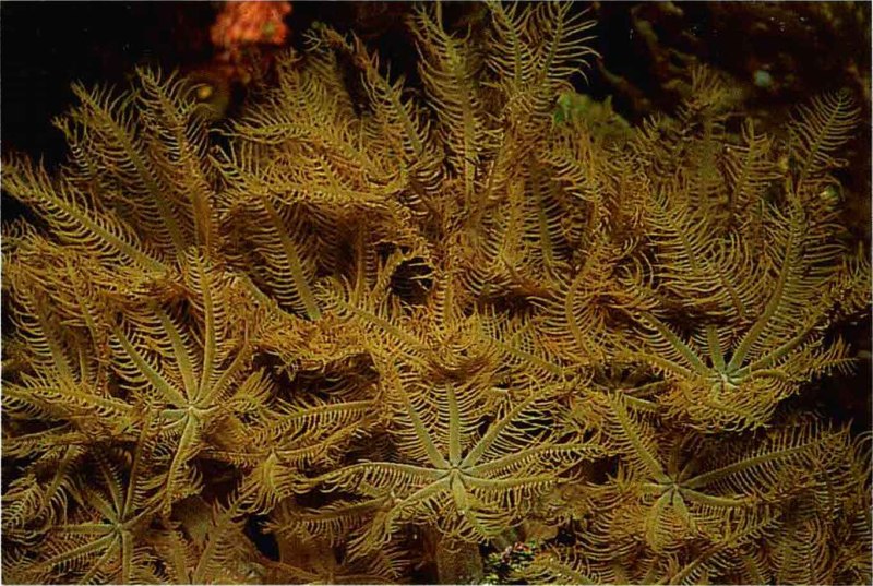 Telestacea коралл