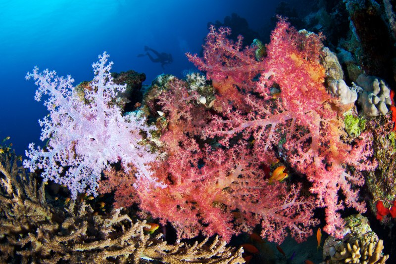 Красное море коралловые полипы