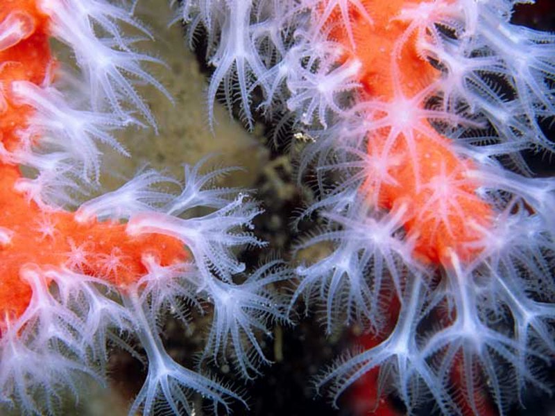 Красные кораллы Corallium rubrum