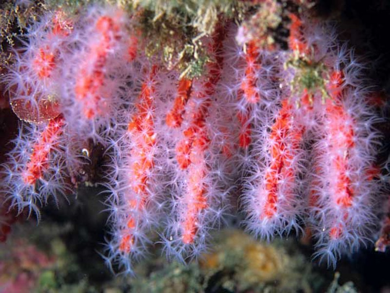 Красные кораллы Corallium rubrum