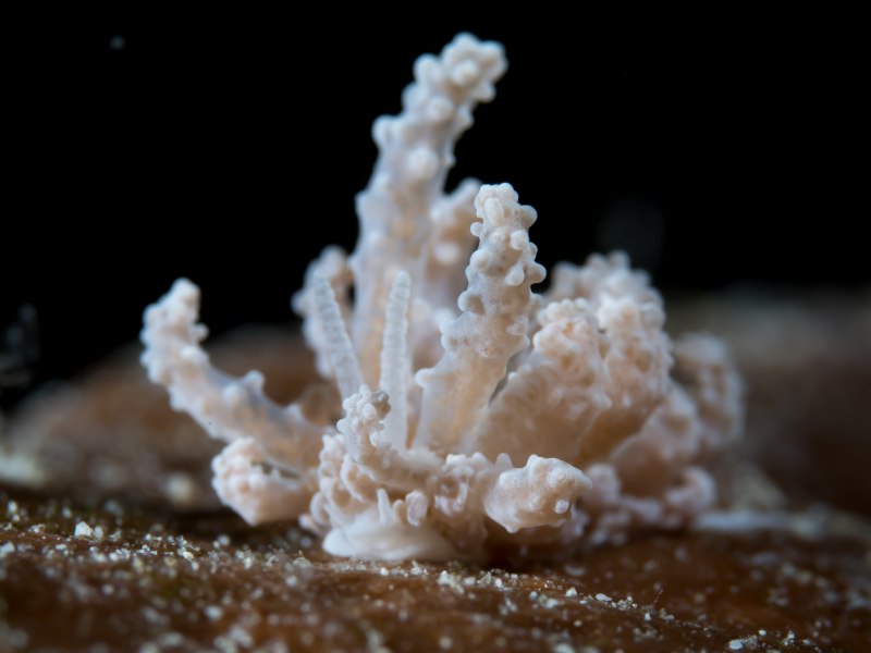 Phyllodesmium rudmani