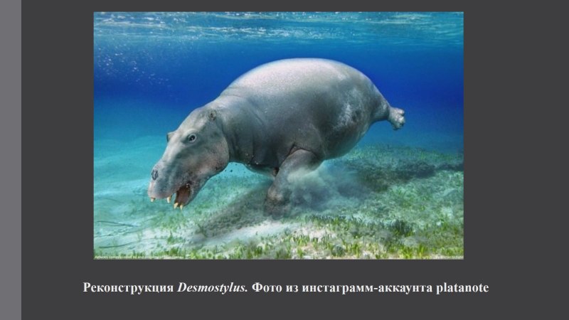 Десмостилюс Сахалин