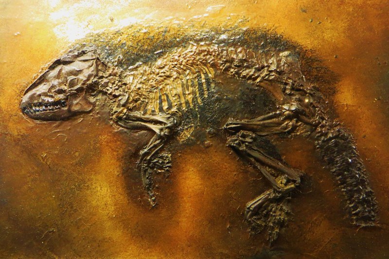 Pholidocercus hassiacus