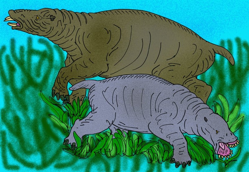 Ounalashkastylus tomidai
