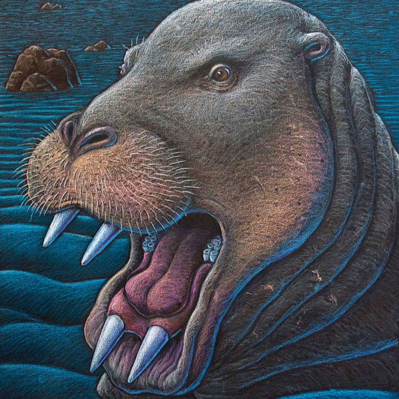 Ounalashkastylus tomidai
