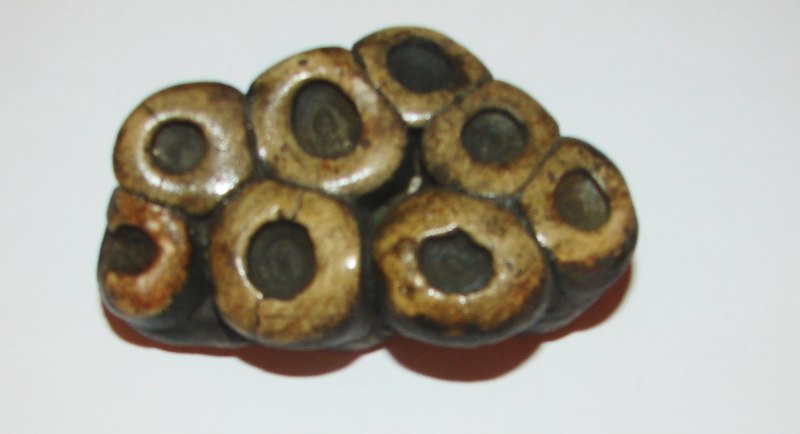 Desmostylus Hesperus