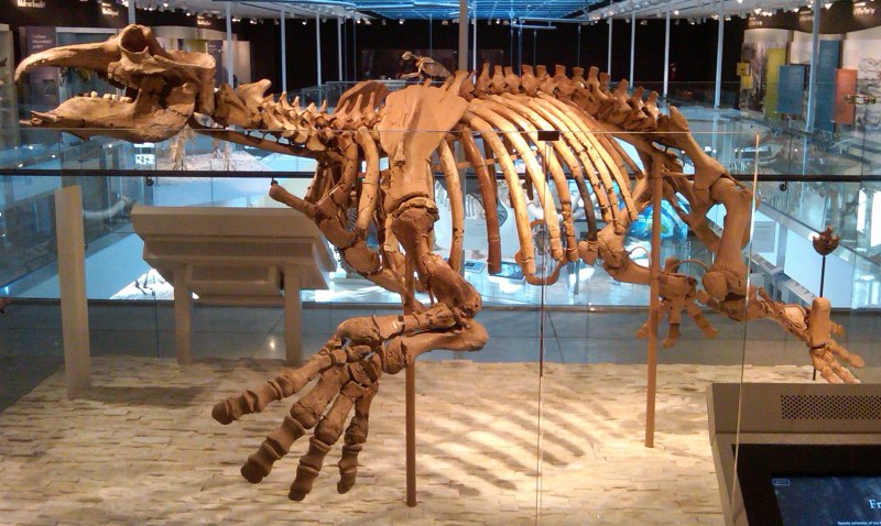 Desmostylus Hesperus