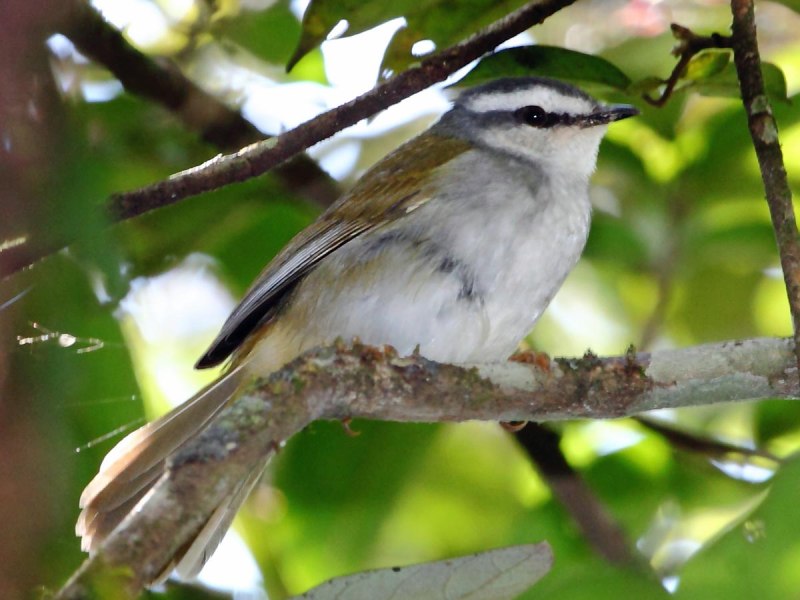 Чернохохлый Корольковый певун
