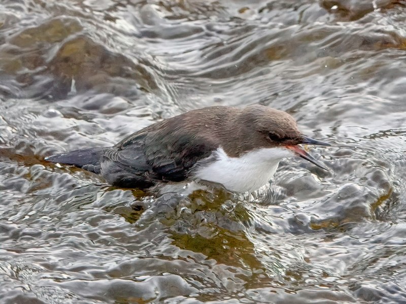 Бурая оляпка фото змея