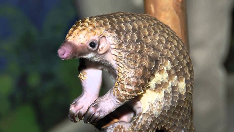 Белобрюхий ящер панголин