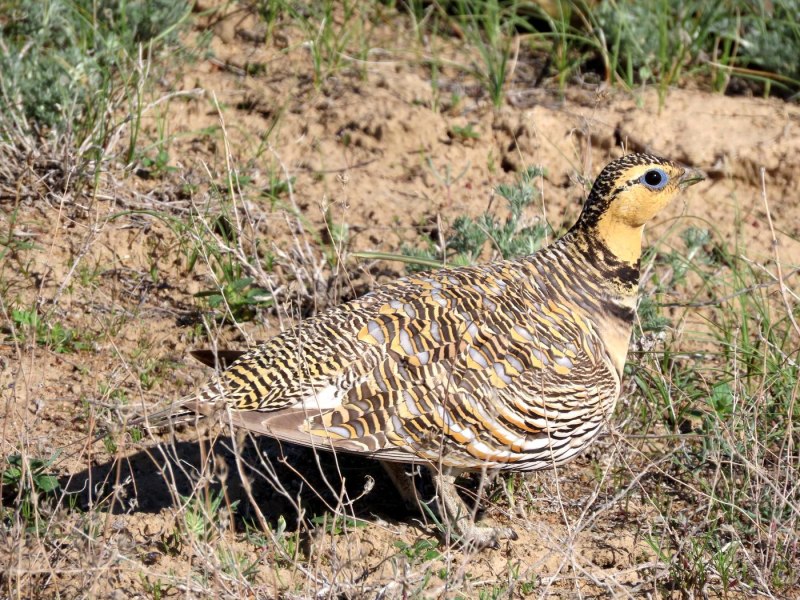 Белобрюхий рябок