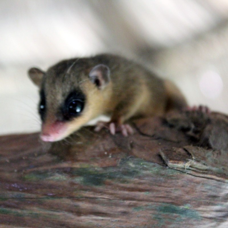 Белобрюхий опоссум