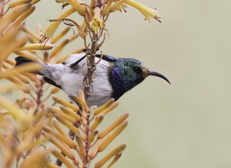 Белобрюхая нектарница