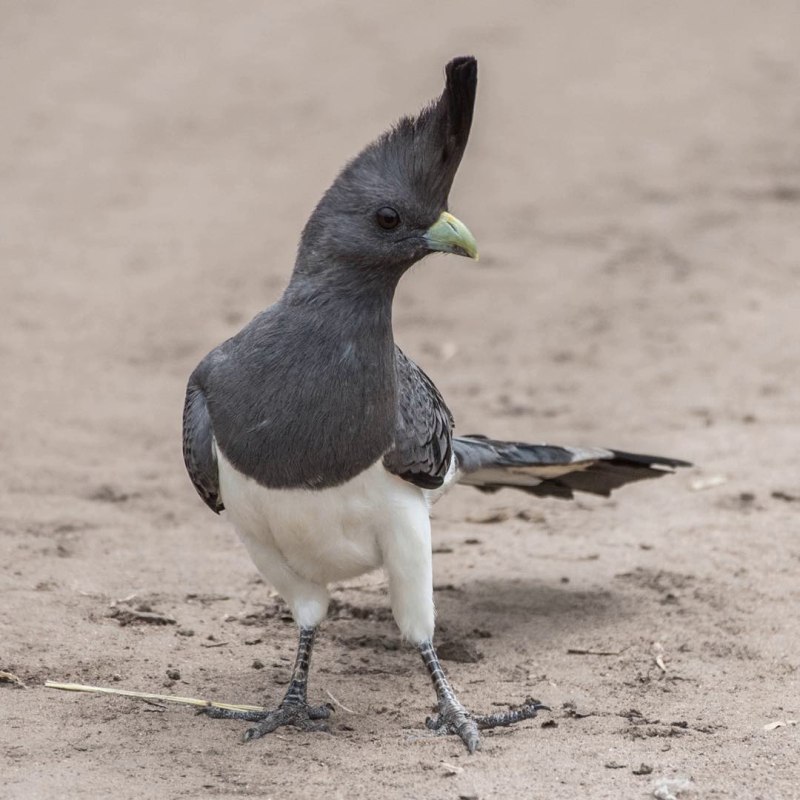 Белобрюхий бананоед