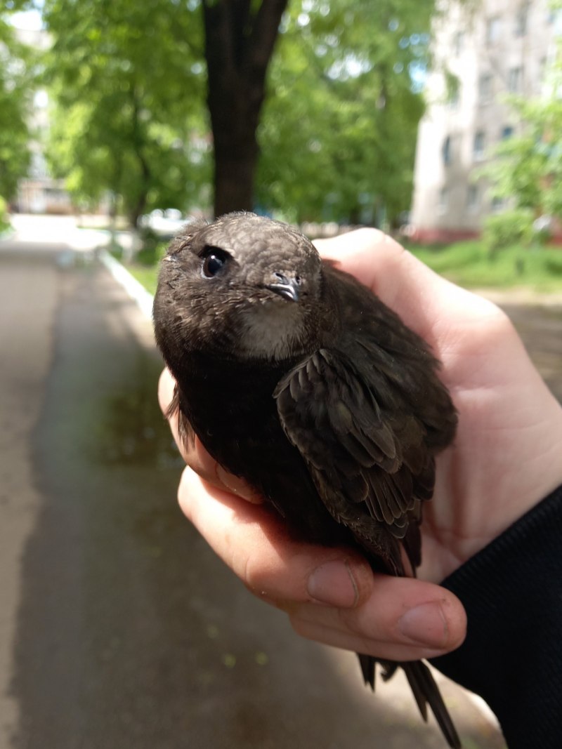 Похож на стрижа