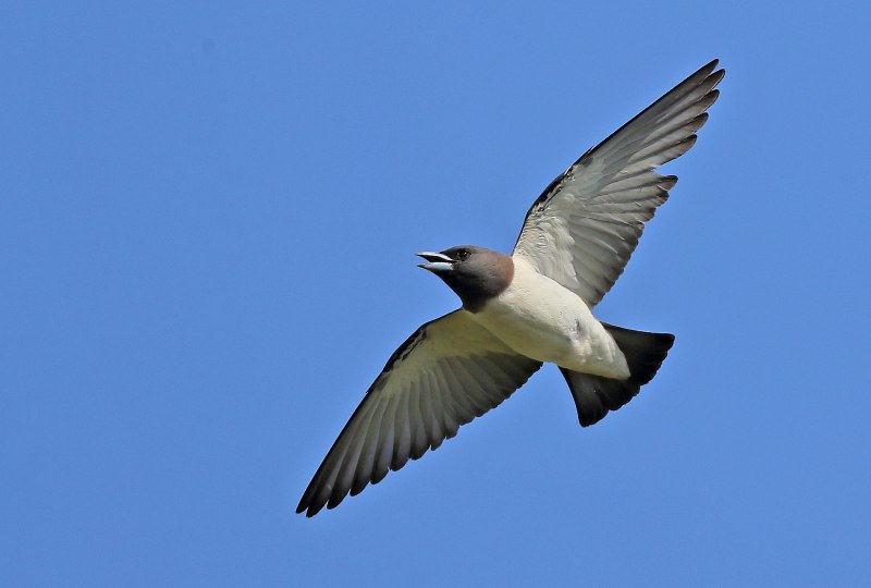 Белобрюхая качурка