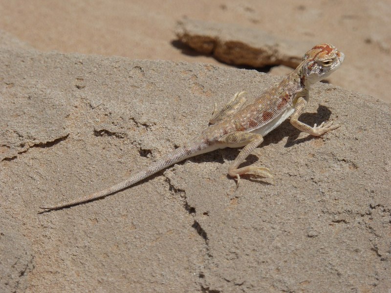 Phrynocephalus interscapularis
