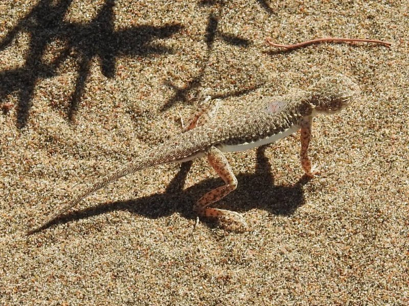 Песчаная круглоголовка Phrynocephalus interscapularis