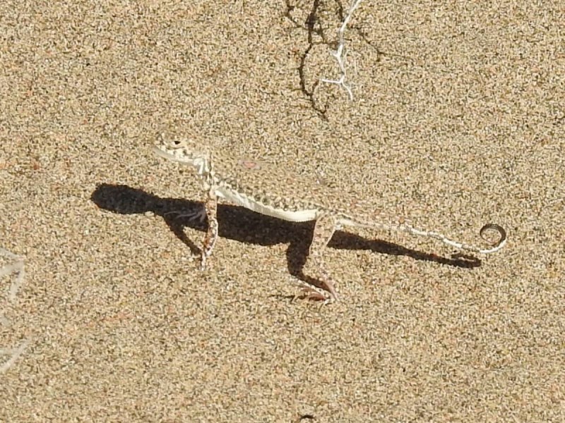 Песчаная круглоголовка Phrynocephalus interscapularis