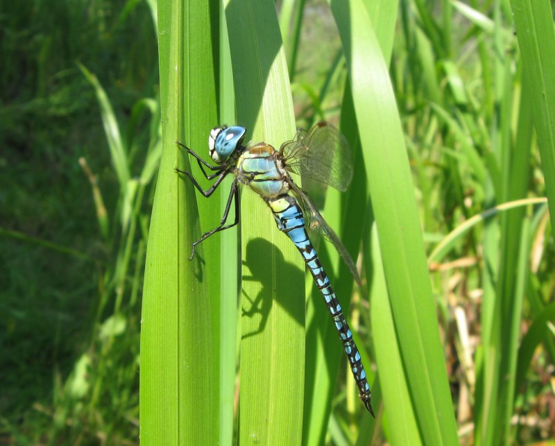 Aeshna affinis