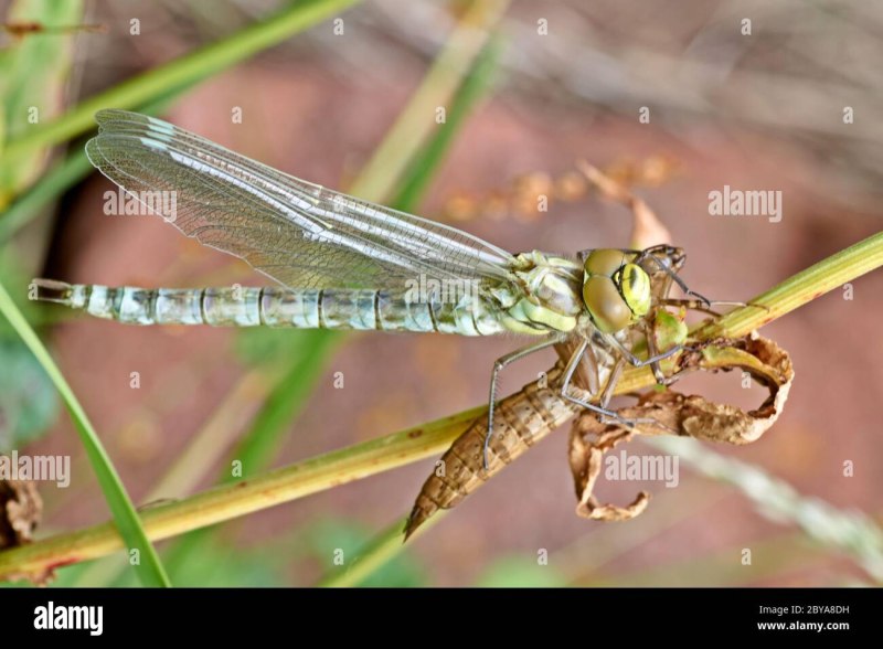 Aeshna mixta самка