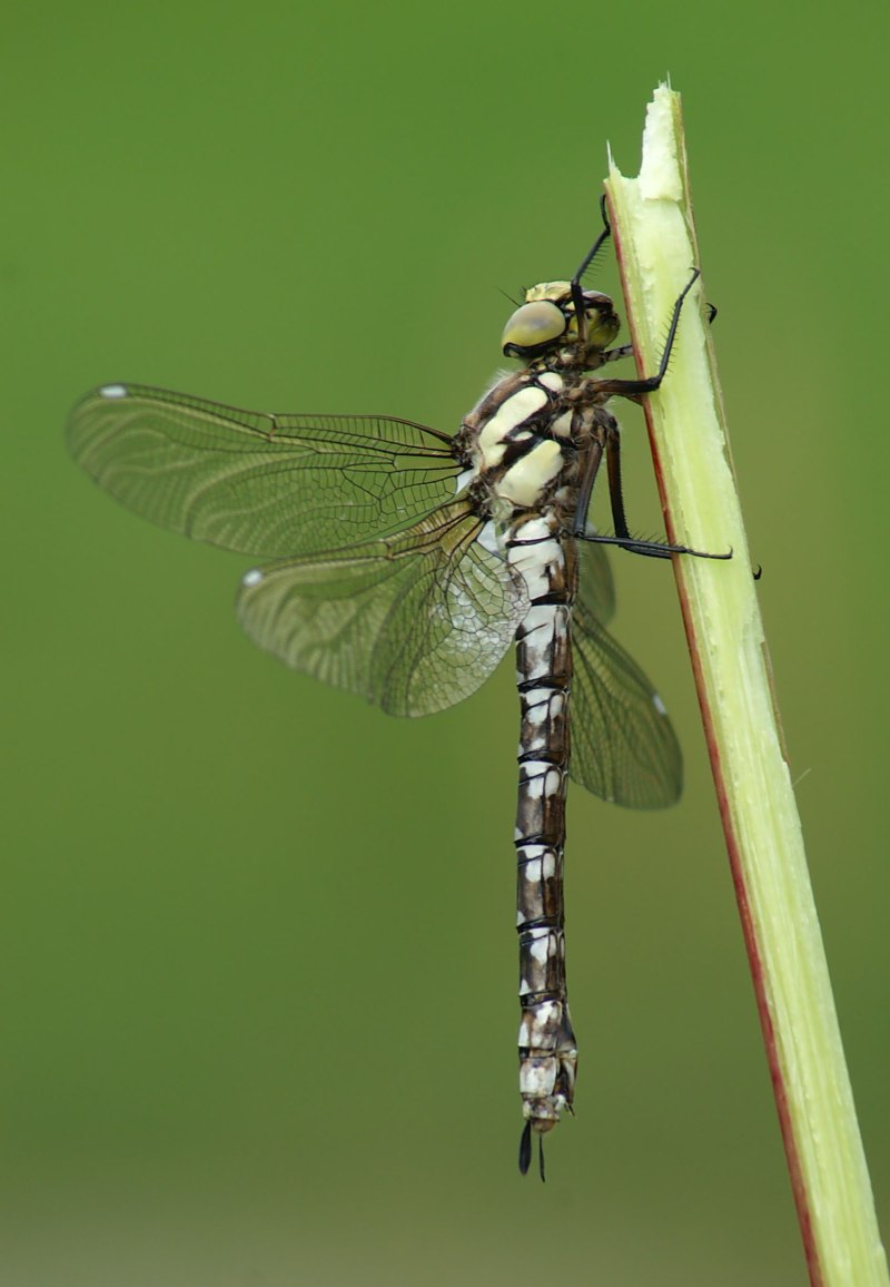 Aeshna cyanea