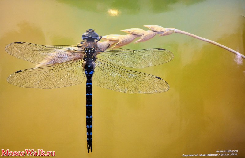 Aeshna affinis Dragonfly