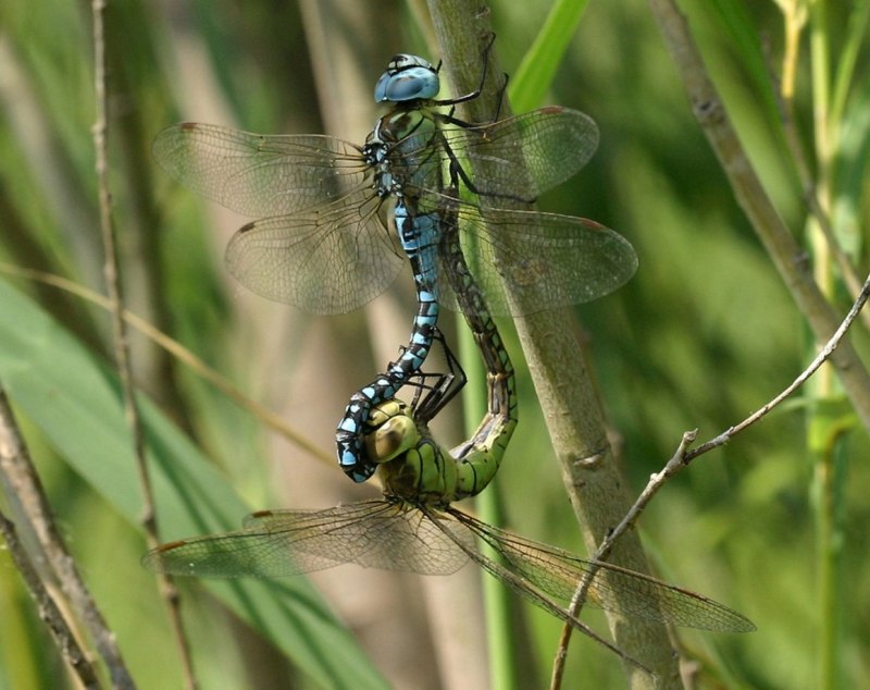 Aeshna affinis