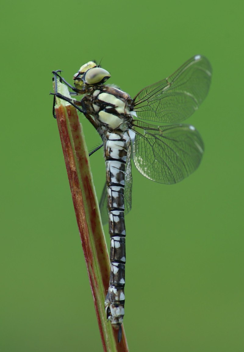 Aeshna coluberculus Harris