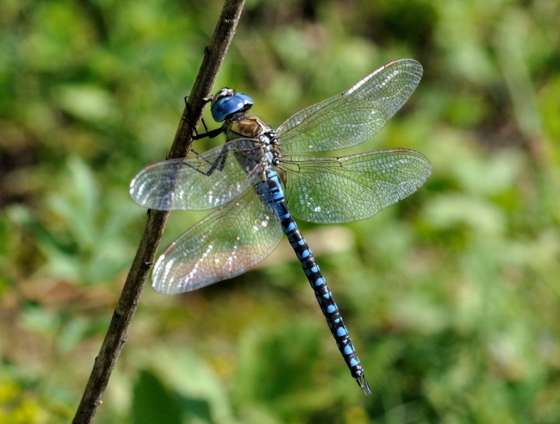 Стрекоза Austrophlebia costalis