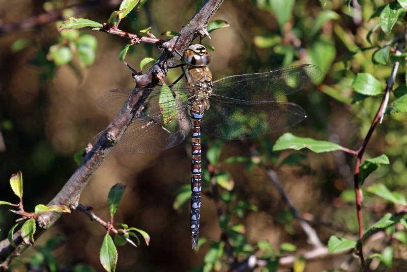 Aeshna subarctica