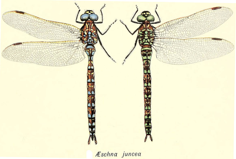 Aeshna cyanea