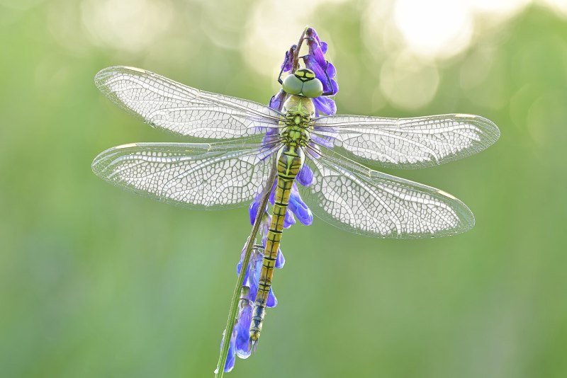 Aeshna affinis