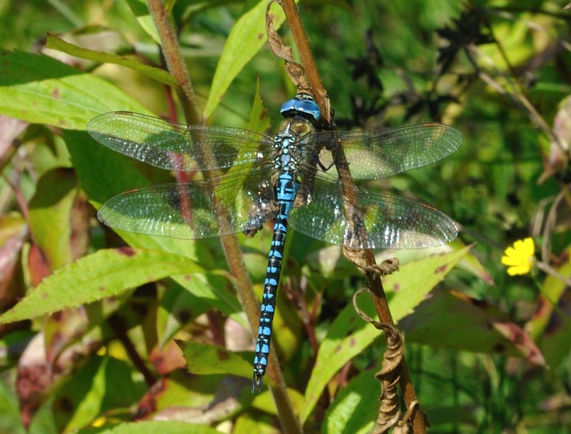 Aeshna affinis