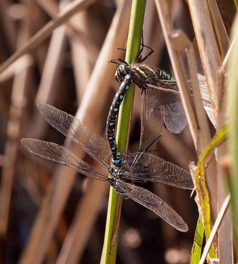Aeshna juncea