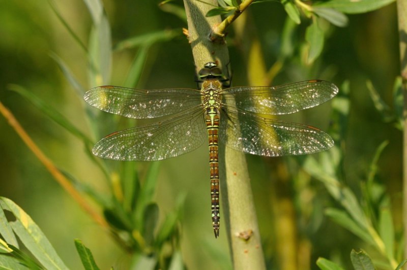 Aeshna affinis