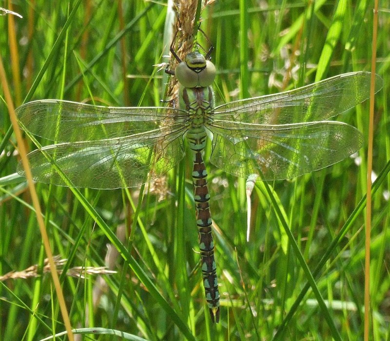 Aeshna crenata