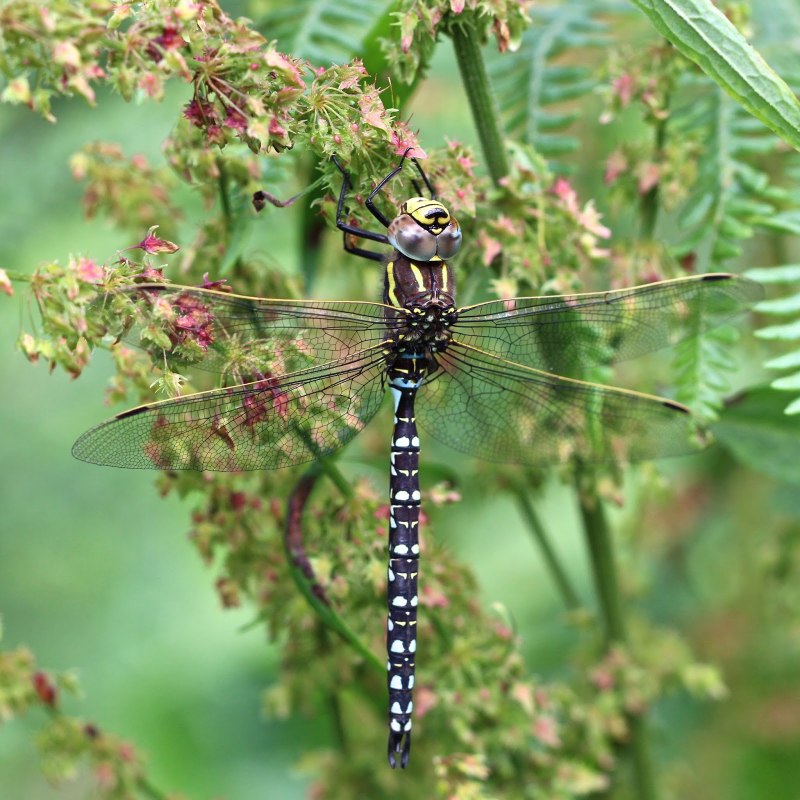Aeshna juncea-коромысло голубое