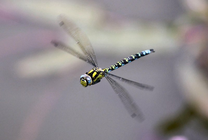 Коромысло большое (Aeschna Grandis)
