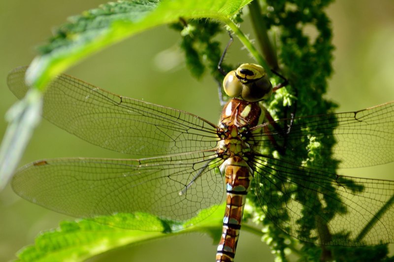 Aeshna juncea-коромысло голубое