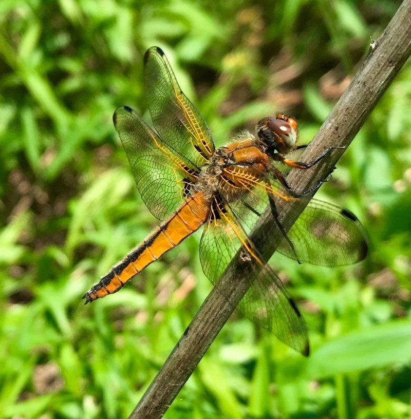Стрекоза рыжая (Libellula fulva)