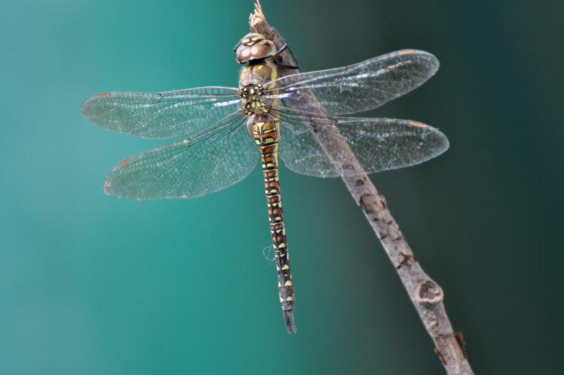 Aeshna mixta самка