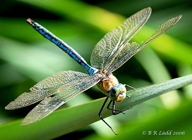 Dragonfly Imperial