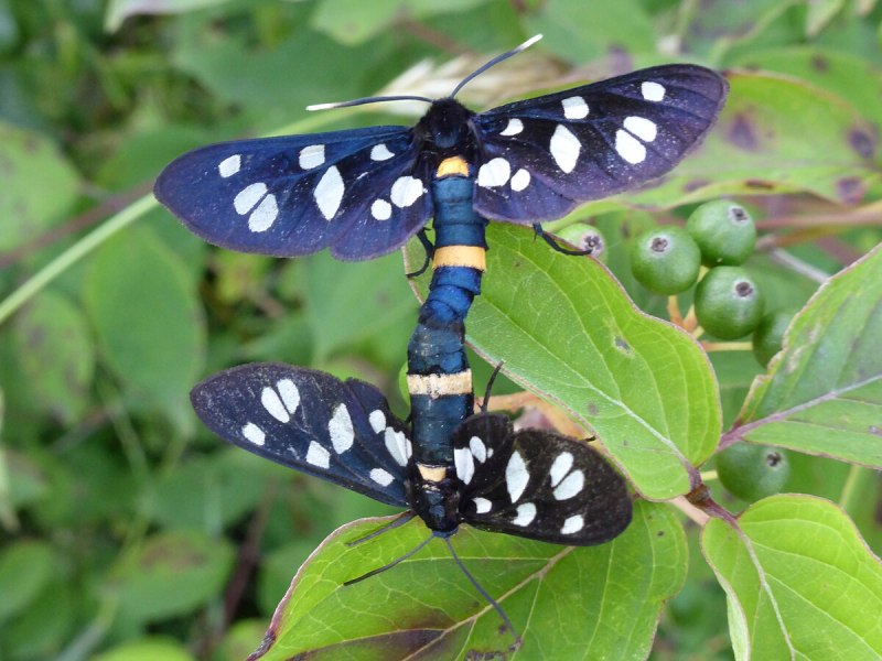 Лжепестрянка amata nigricornis.